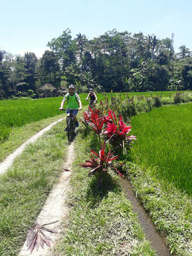 Ubud cycling tour, Rice field cycling, Bali bike tour, Ubud bike tour